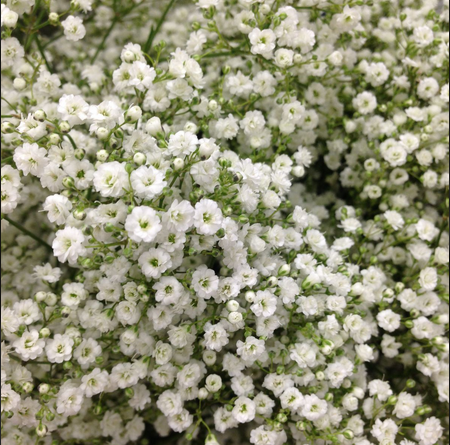 Baby�s Breath